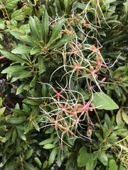 Clematis terniflora