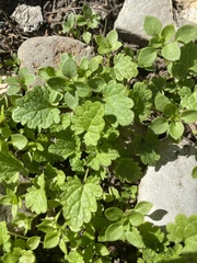 Glechoma hederacea
