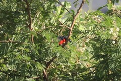 Laniarius erythrogaster