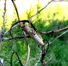 Melanoplus differentialis