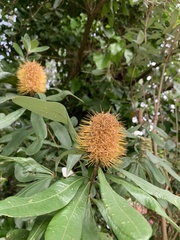 Banksia integrifolia