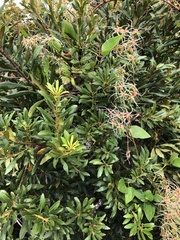 Clematis terniflora
