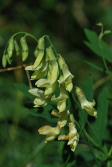 Lathyrus laevigatus occidentalis