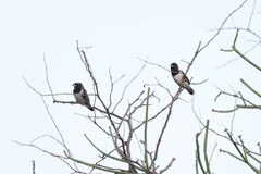 Spermestes cucullata