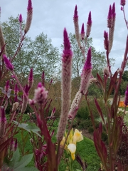 Celosia argentea