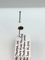 Brachiacantha decempustulata