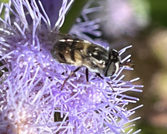 Copestylum marginatum