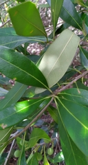 Cartrema americana