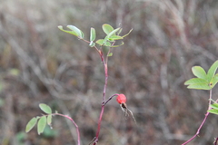 Rosa majalis
