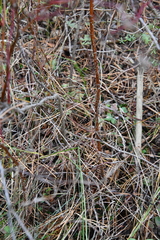 Rosa majalis