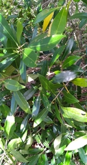Cartrema americana