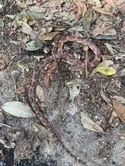 Pantherophis guttatus