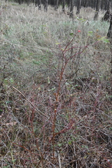 Rosa majalis