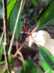 Micrathena schreibersi