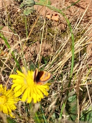 Lycaena phlaeas