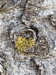 Xanthomendoza weberi