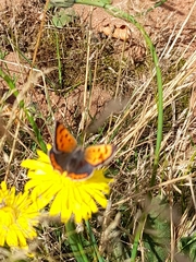 Lycaena phlaeas