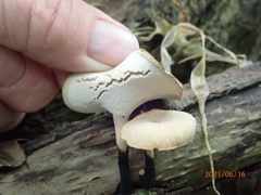 Cerioporus leptocephalus