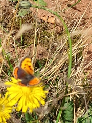 Lycaena phlaeas