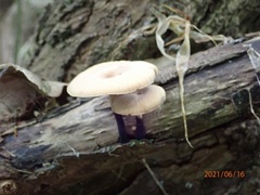 Cerioporus leptocephalus