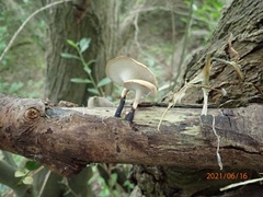 Cerioporus leptocephalus