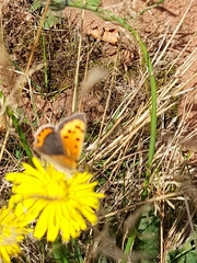 Lycaena phlaeas
