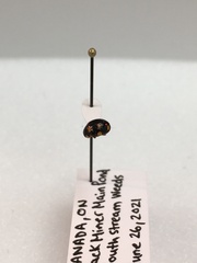 Brachiacantha decempustulata