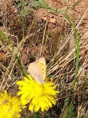 Lycaena phlaeas
