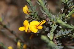 Eutaxia diffusa