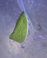Siphanta acuta