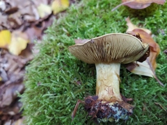 Cortinarius citrinus