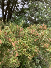 Podocarpus