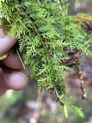 Thuidium tamariscinum