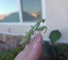 Stagmomantis limbata