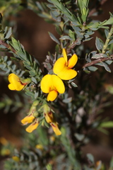 Eutaxia diffusa