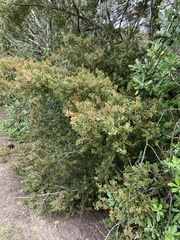 Podocarpus