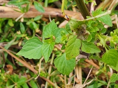 Cryptocephalus