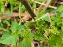 Cryptocephalus