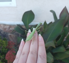 Stagmomantis limbata