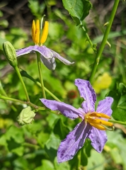 Solanum trilobatum