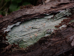Icmadophila ericetorum