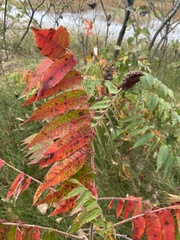 Rhus
