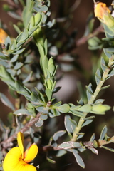 Eutaxia diffusa
