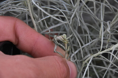 Gnorimoschema octomaculella