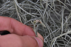 Gnorimoschema octomaculella