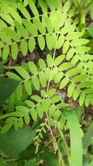 Polypodiidae