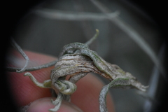 Gnorimoschema octomaculella