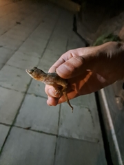 Hemidactylus mabouia