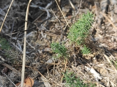 Genista hispanica hispanica