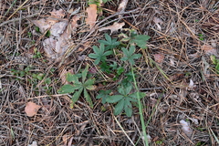 Potentilla thuringiaca